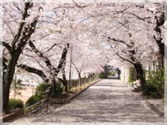 大阪聖母女学院高等学校学校相册 