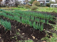 自由学园高等科校园风光