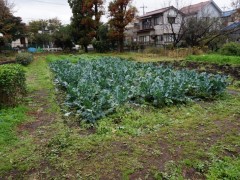 自由学园高等科校园风光