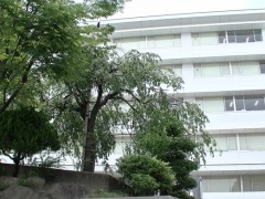 云雀丘学园高等学校校园风光