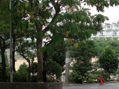 冲绳尚学高等学校校园